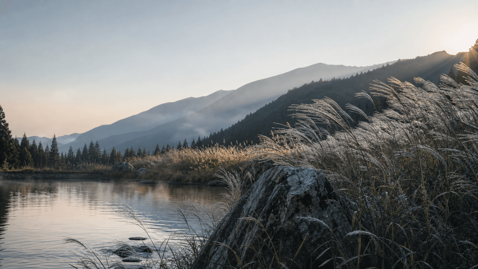 Silver grass moving beside a still mountain pond at dawn